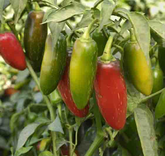 Hạt giống Ớt Chịu Nhiệt sai trái Jalapeno