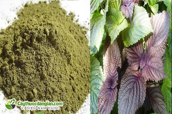 BỘT LÁ TÍA TÔ BEHENA - LIÊN KẾT XANH