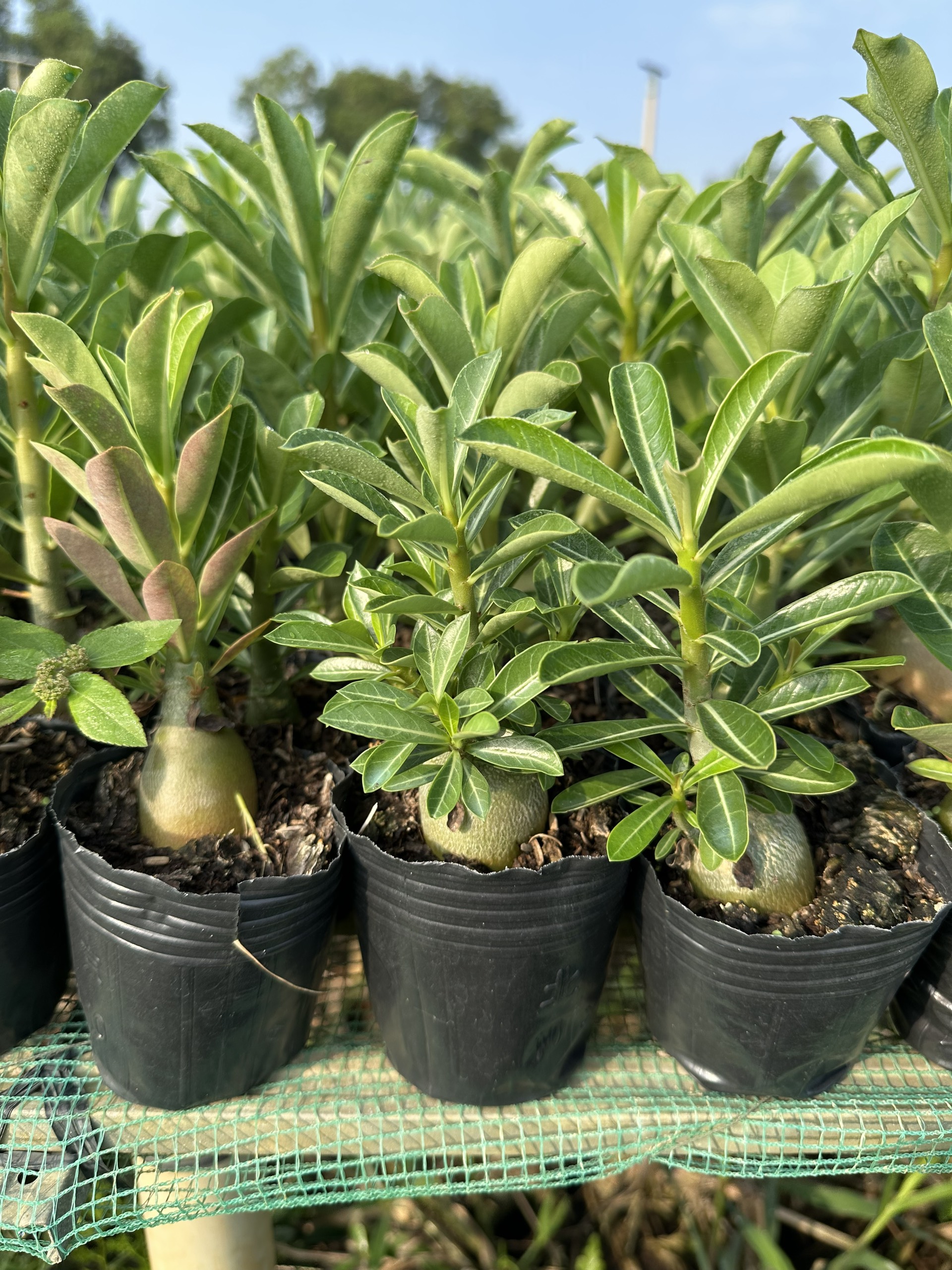 5 Cây sứ Thái gieo hạt hoa xổ số