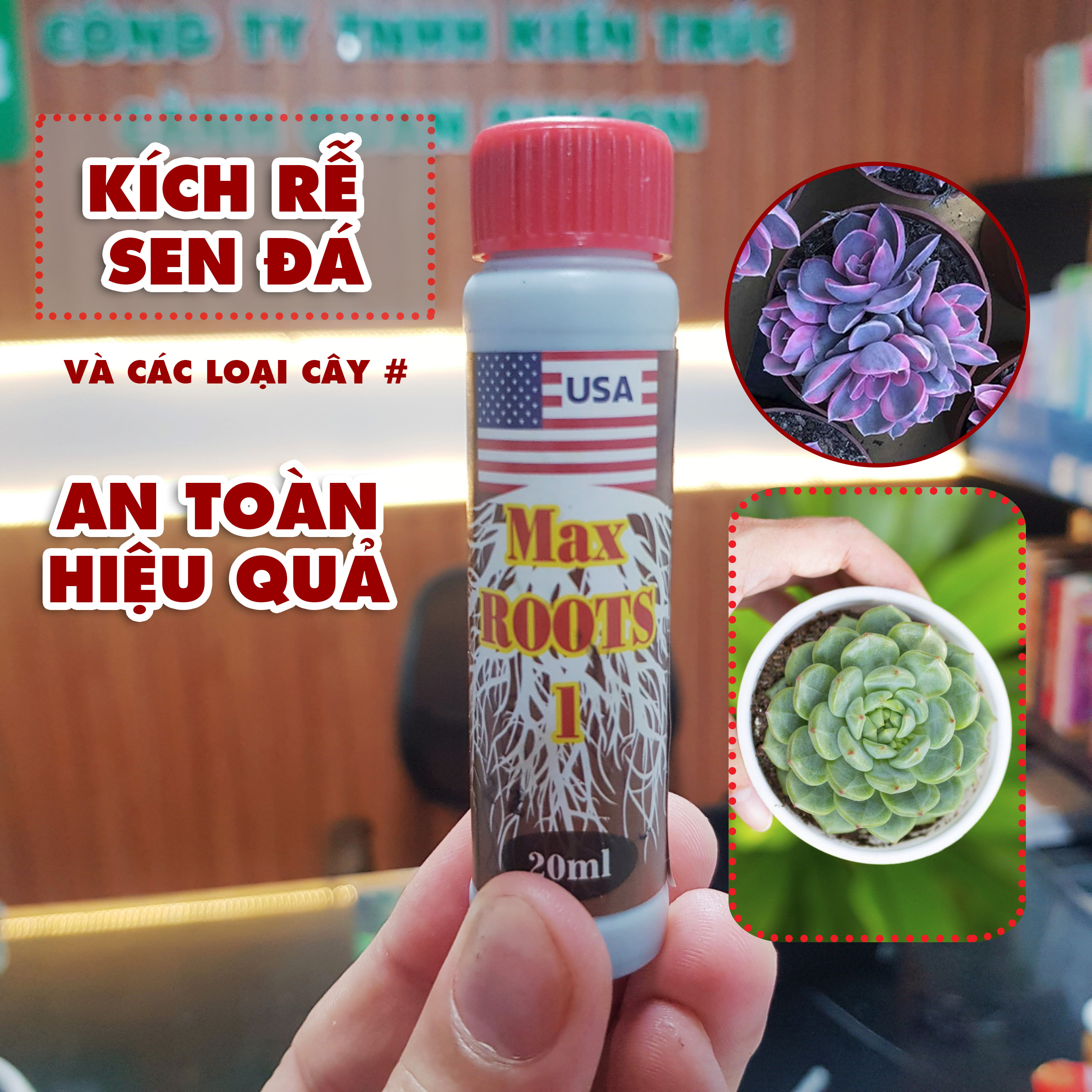 Thuốc Kích thích ra rễ cực mạnh Root 999, Kích rễ sen đá, các loại cây, giúp phục hồi cây cực mạnh BVTV HT