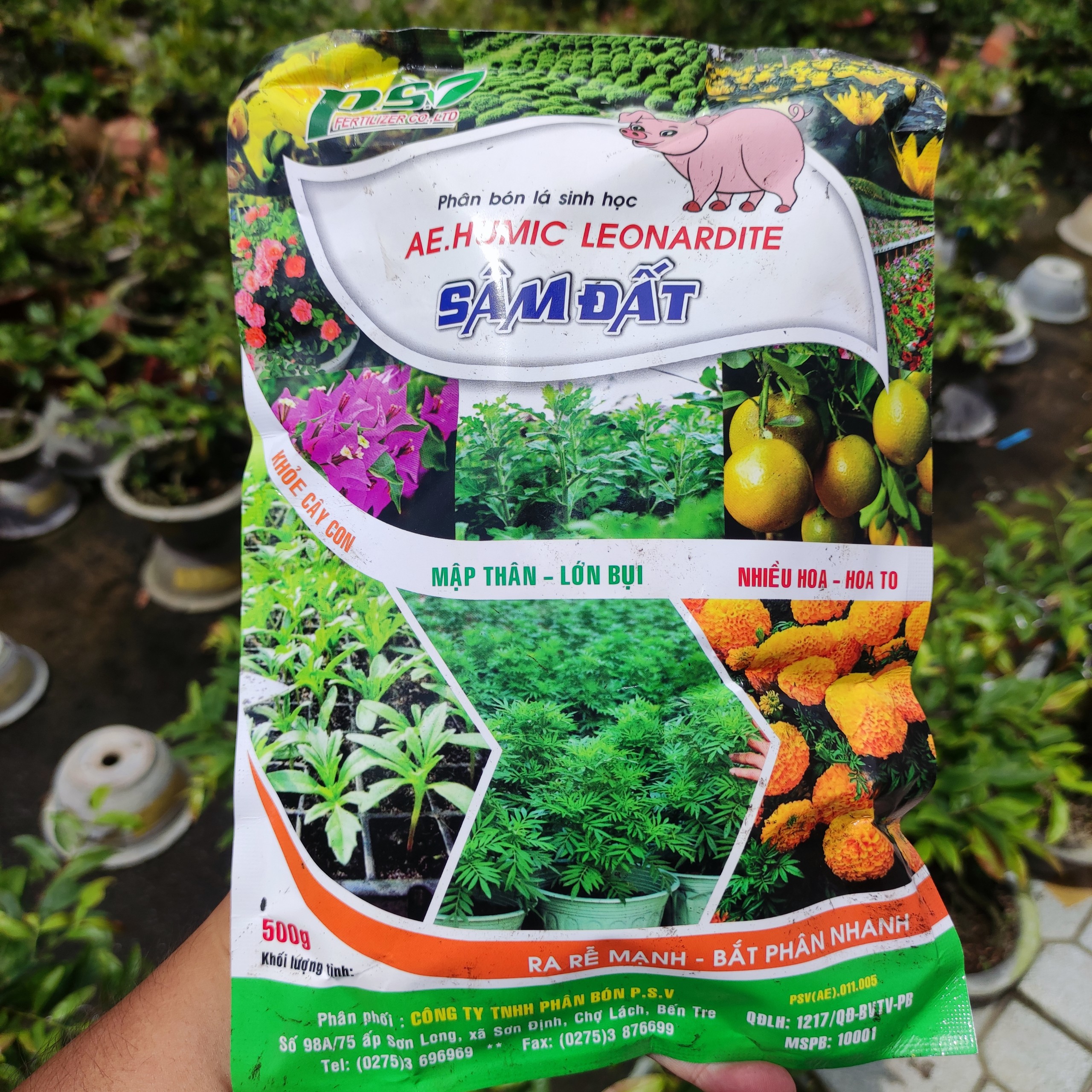 Sâm đất humic con heo cho cây mai vàng