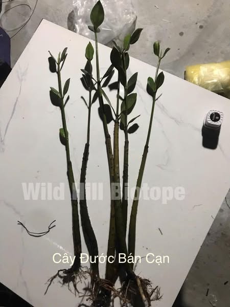 (Combo of 10 Plants) Aquatic Plants - Semi-Aquatic Plants for Pond Decoration
