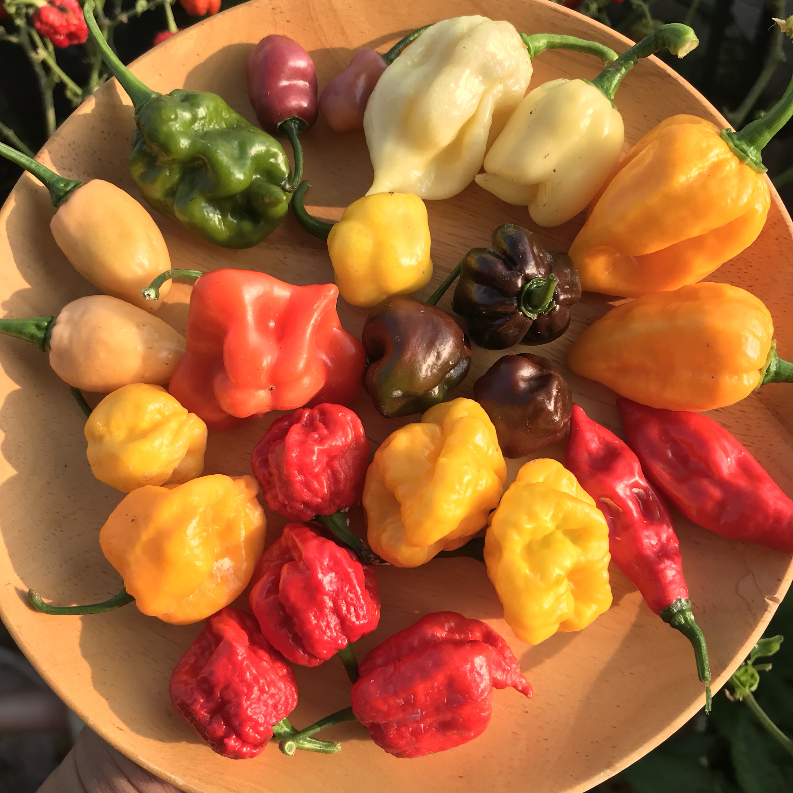 Quả Ớt Tươi Carolina Reaper Yellow