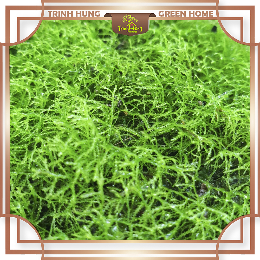 Rêu Ricca - Rêu thủy sinh, bán cạn, Terrarium