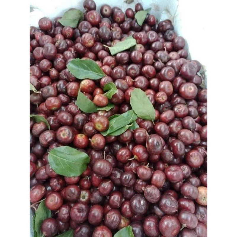 Cây hồng quân