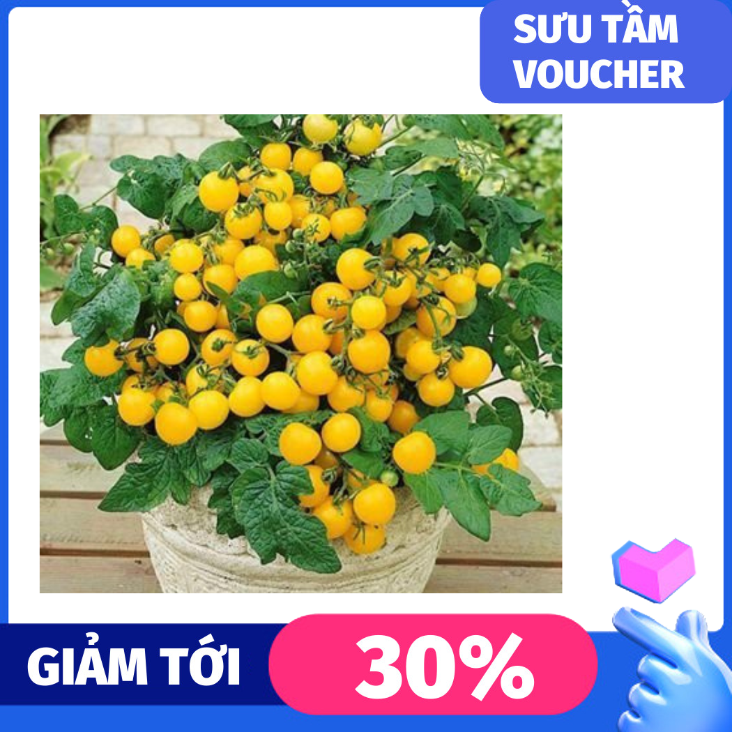 Hạt giống cà chua lùn đỏ/ vàng, đóng gói 0.1gr