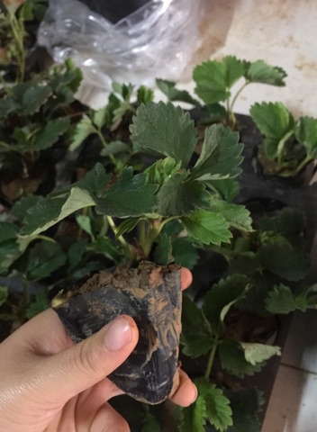 BẦU CÂY GIỐNG DÂU TÂY HANA NHẬT QUẢ NGỌT SAI TRÁI CHỊU ĐƯỢC NHIỆT - BCGDTHNCN