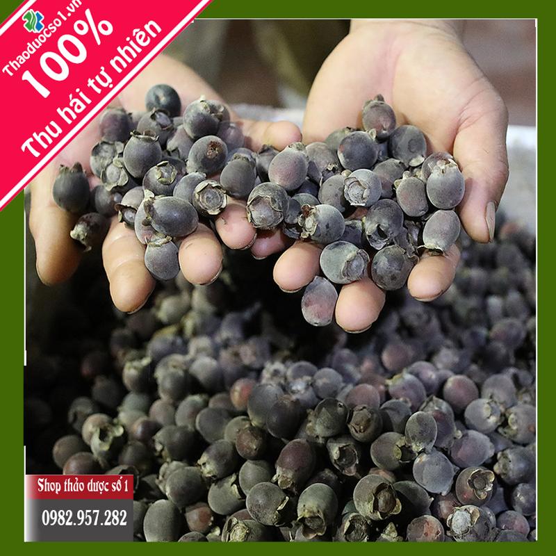 Quả sim rừng Tây bắc ( khô 1kg) - SP Cty Thảo Dược Số 1