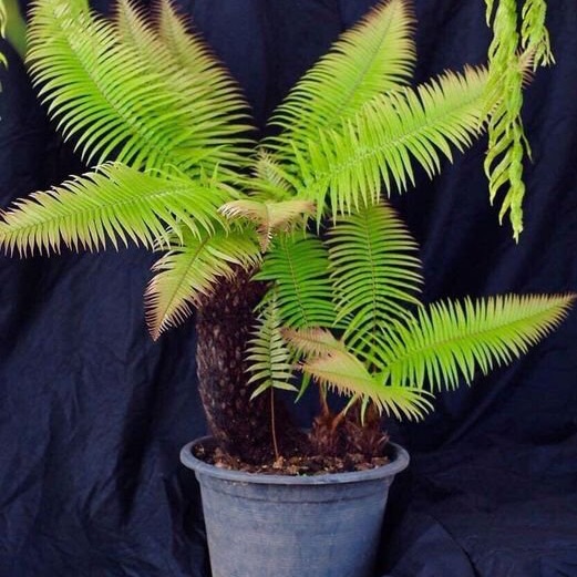 DƯƠNG XỈ CỔ ĐẠI size mini (5 gốc dài 20-30cm)