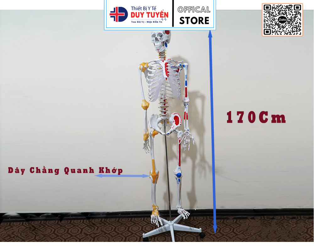 Mô hình xương dodoto có dây chằng quanh khớp cao 183cm tỉ lệ 1:1