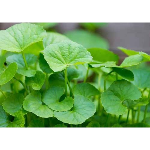 Hạt giống rau má