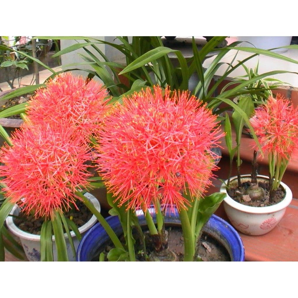 Củ hoa hồng tú cầu loại nhỏ