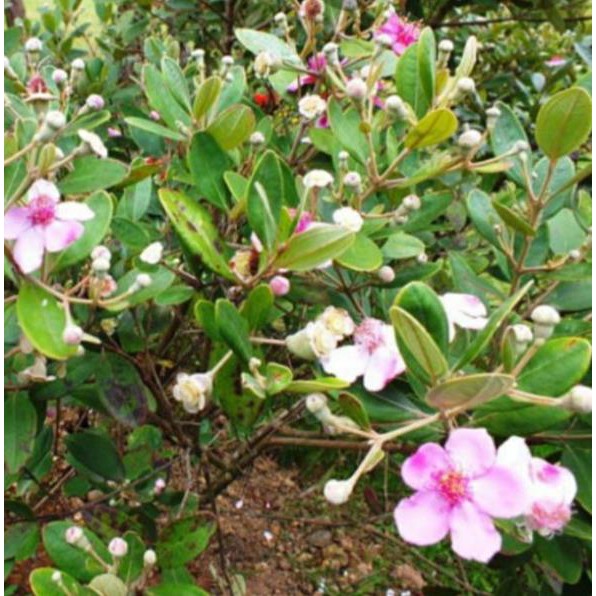 [FREESHIP - Xả Khô Máu] 5 cây sim ăn quả