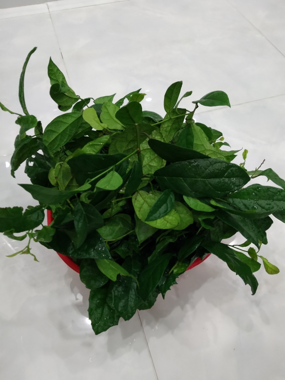 1kg lá xạ đen tươi - loại đẹp cao cấp