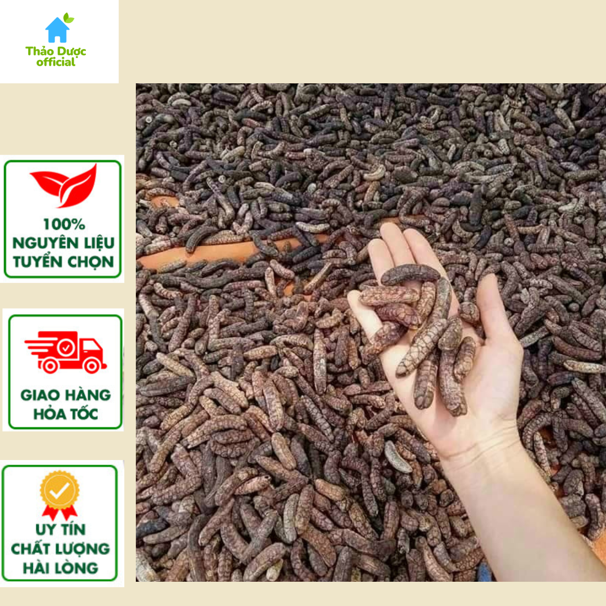 Chuối hột ngâm rượu, chuối hột rừng loại dẹp quả dài túi 1kg chuẩn đồ rừng tây bắc, chuối hột rừng ngâm rượu