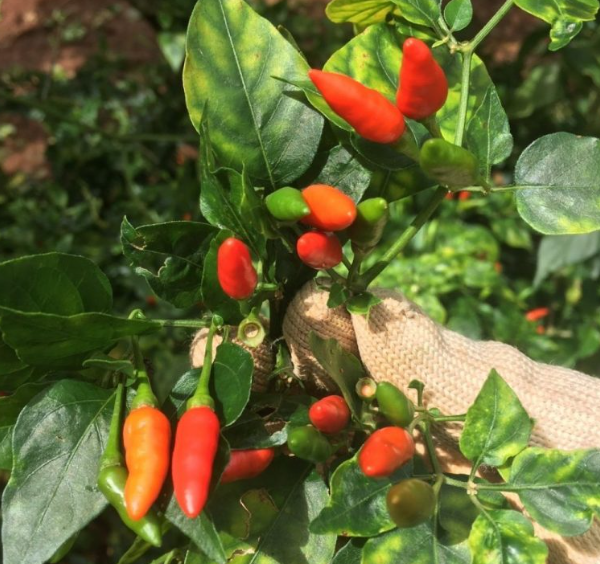 Wild Chili Powder, 10 Gram Pack (Hot Chili Pepper) (Central Highlands Specialty)