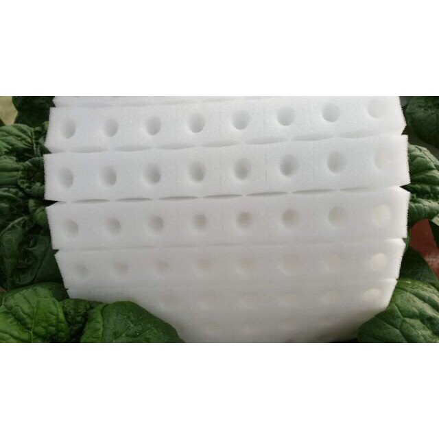 Mút xốp ươm hạt giống trồng cây thủy canh