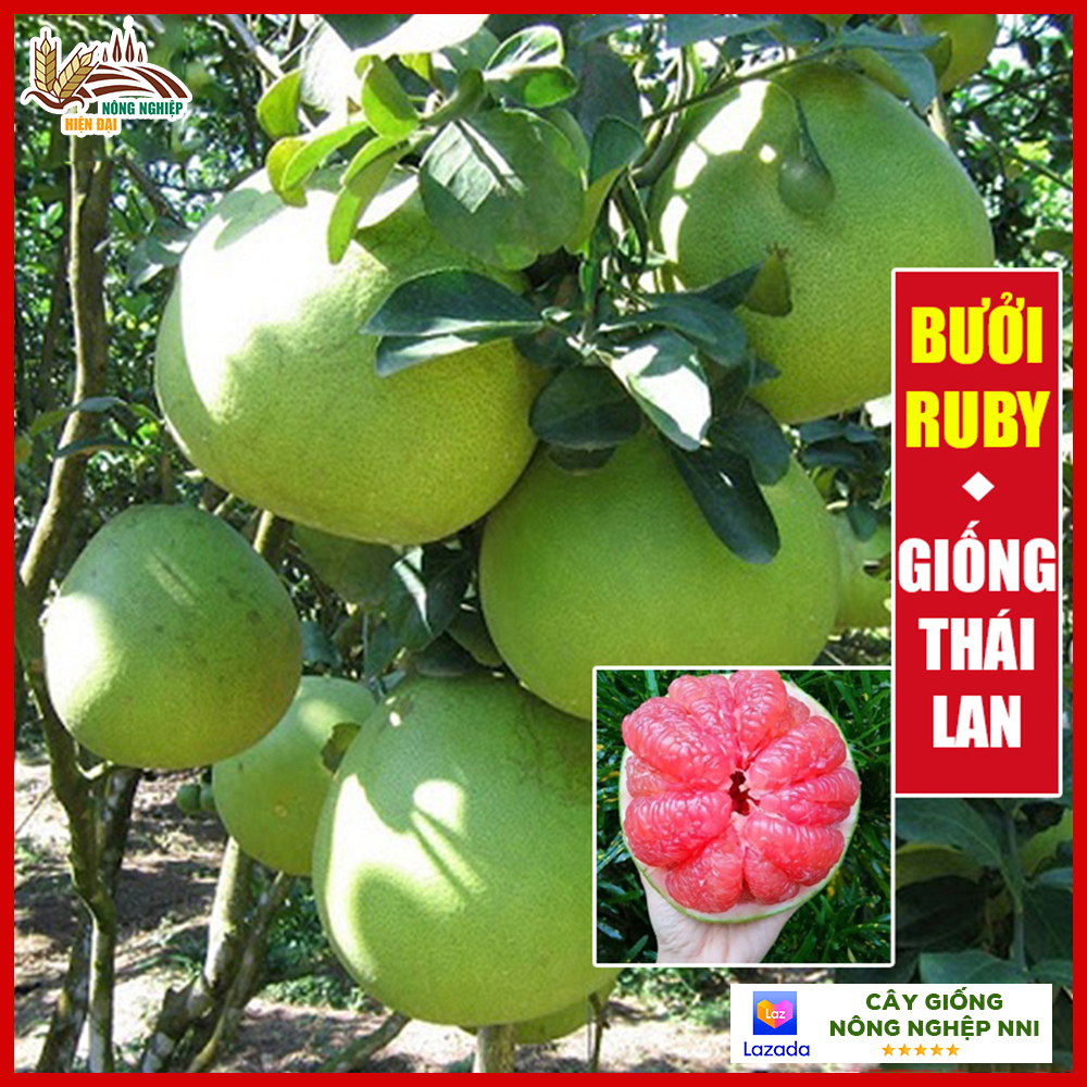 Cây bưởi Ruby ruột đỏ giống Thái Lan tép giòn không hạt, thơm và ngọt, cây con giống F1 khỏe mạnh không sâu bệnh thân cao từ 50 - 70cm