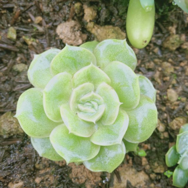 Sen đá giống mới