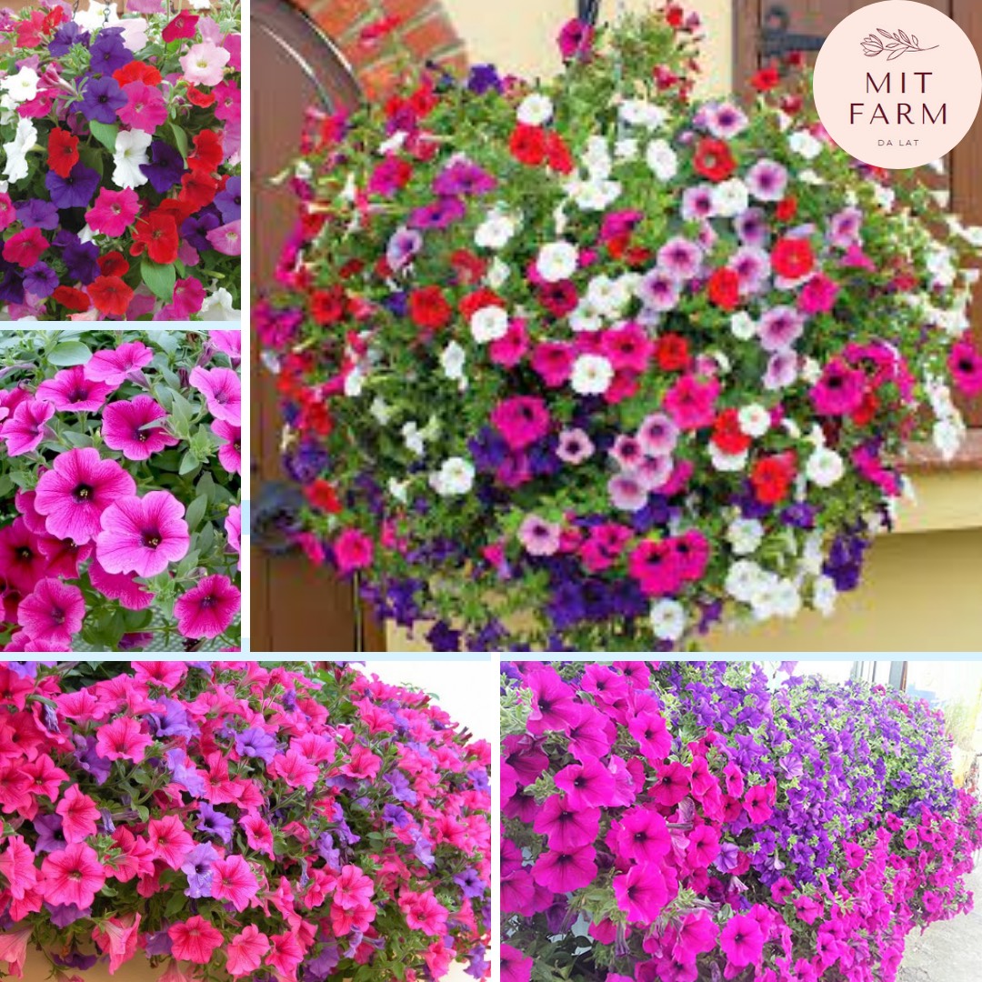 Hạt giống Hoa Dạ Uyên Thảo Nhiều Màu