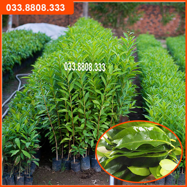 Combo 2 cây giống vối nếp - cây lấy lá pha nước uống