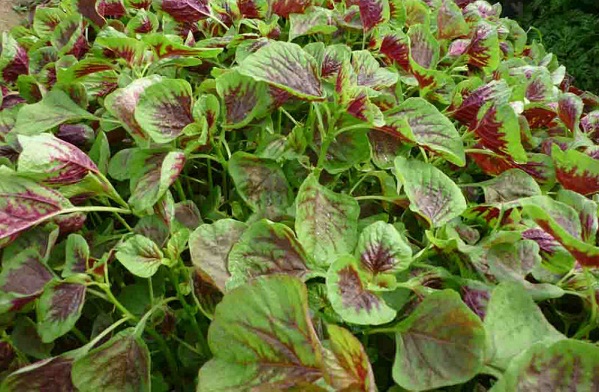 Bộ 5 gói Hạt Giống Rau Dền Tiều Tía (Amaranthus viridis) gói 20gr hat giong rau sach thuy canh Nongnghiepxanh