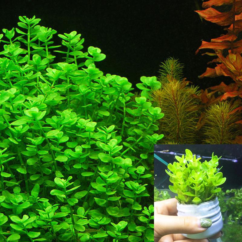 1 Giỏ cây thủy sinh lệ nhi + 1 giỏ hồng xoăn + 1 khóm liễu - Cây thủy sinh dễ trồng dễ chăm sóc cực đẹp