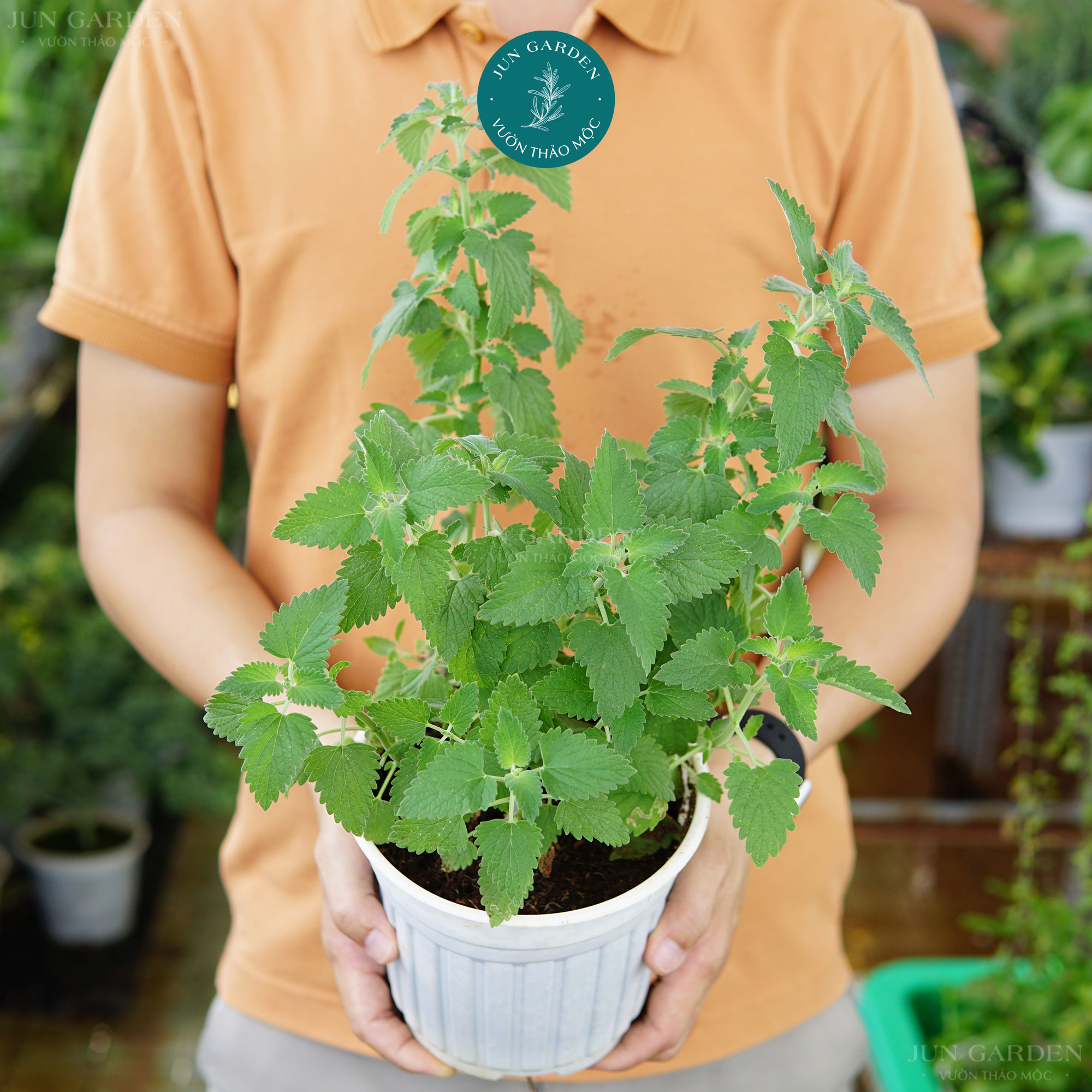 Cây bạc hà mèo jun garden catnip và catmint