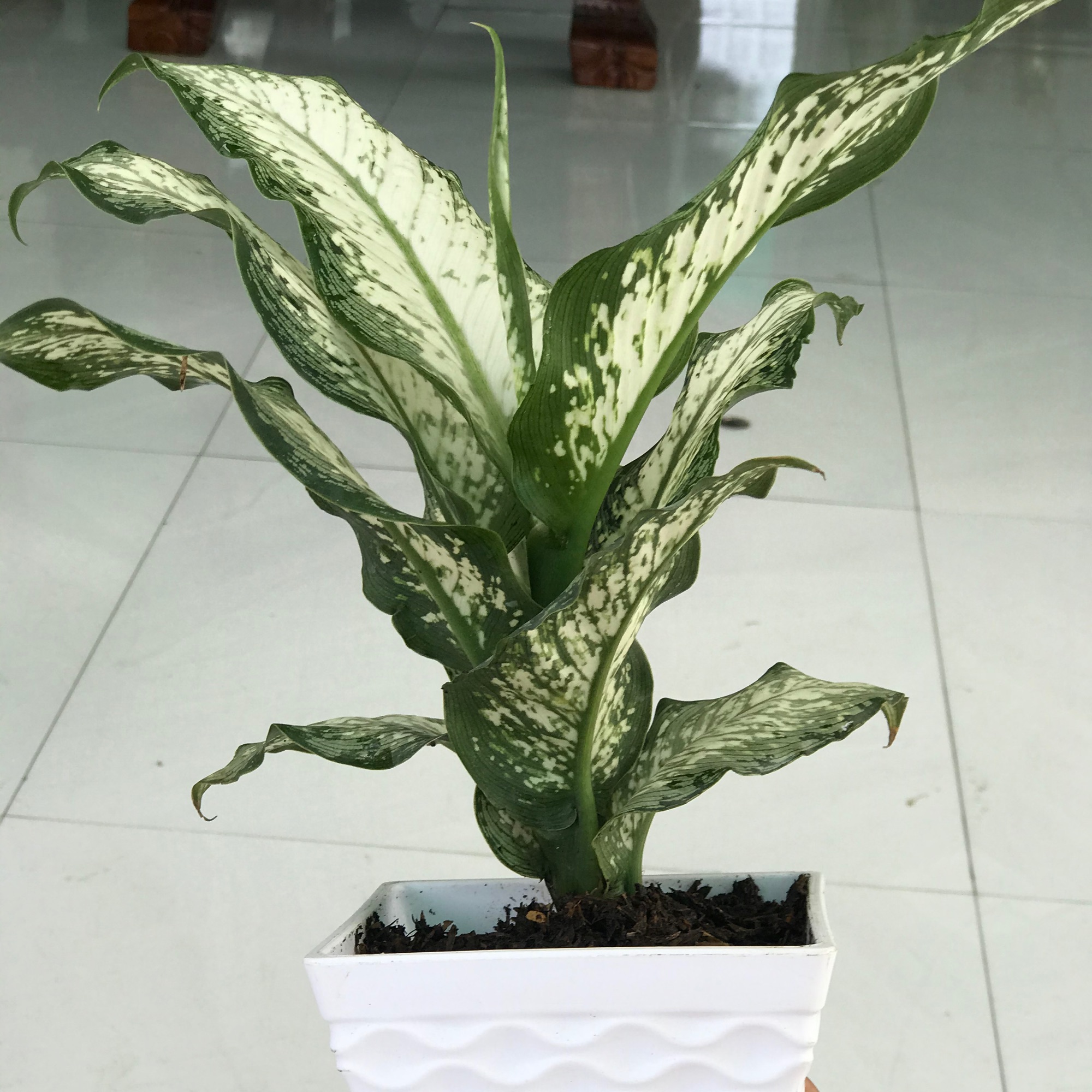 Cây tài Lộc chậu y hình + tặng phân bón cho cây mau lớn