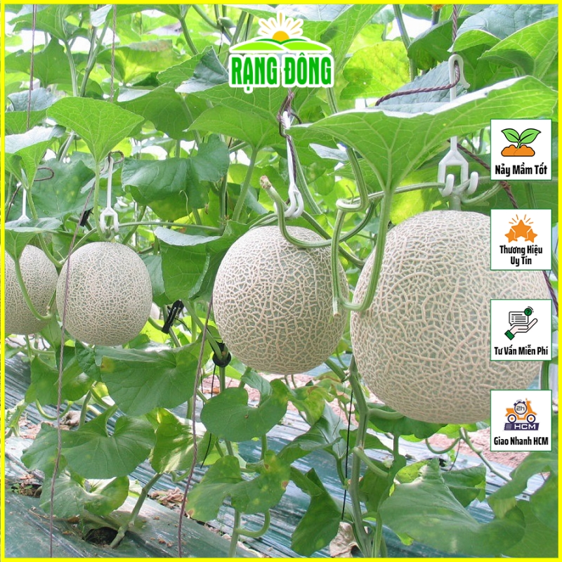 Hạt giống Dưa Lưới Ruột Vàng Lai F1, Chịu Nhiệt Tốt, Trồng Quanh Năm (gói 10 hạt) - Hạt giống Rạng Đông