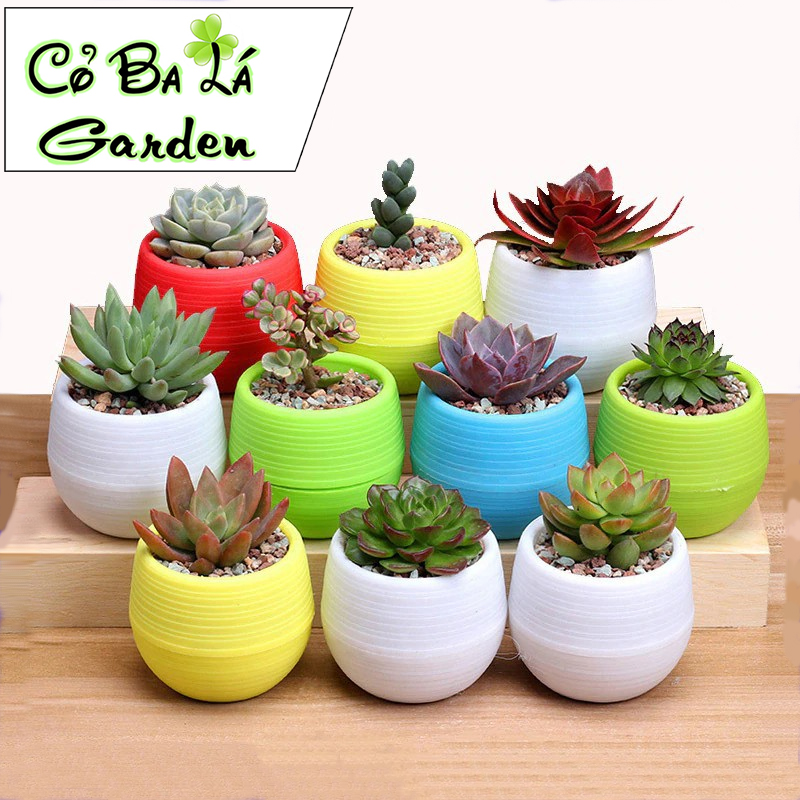 Chậu nhựa tròn mini trồng cây sen đá,xương rồng