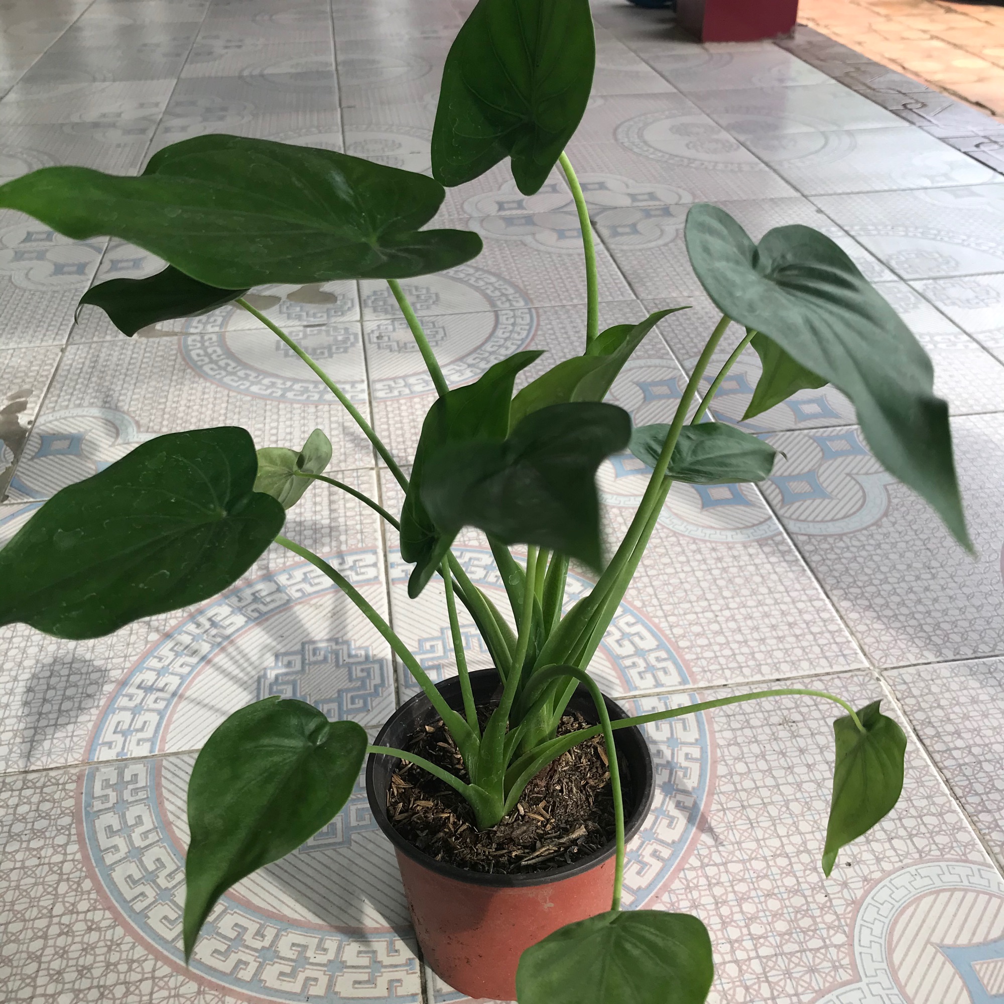 Cây phong thủy tai Phật + tặng phân bón cho cây mau lớn