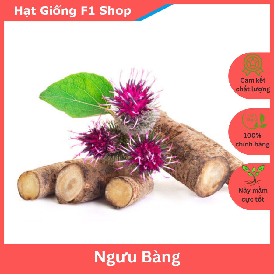 Hạt Giống Ngưu Bàng Thảo Dược