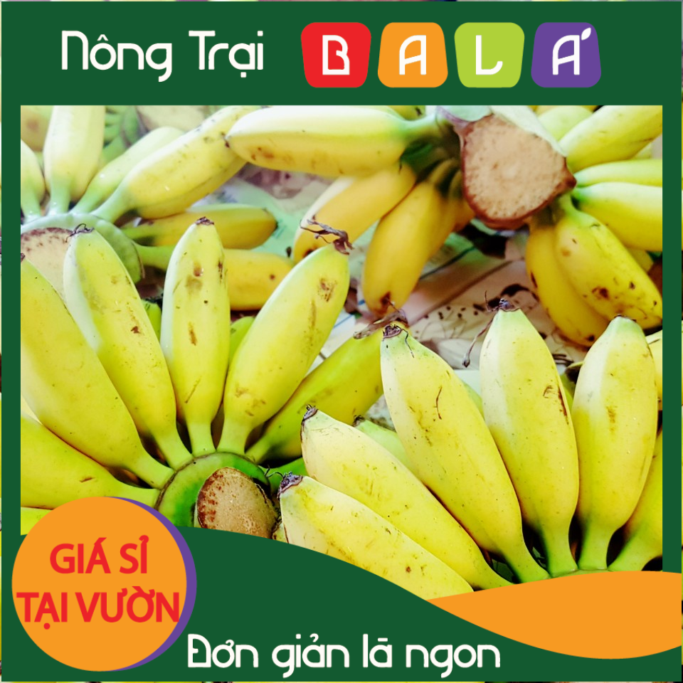 Hcm - chuối cau giá tại vườn -