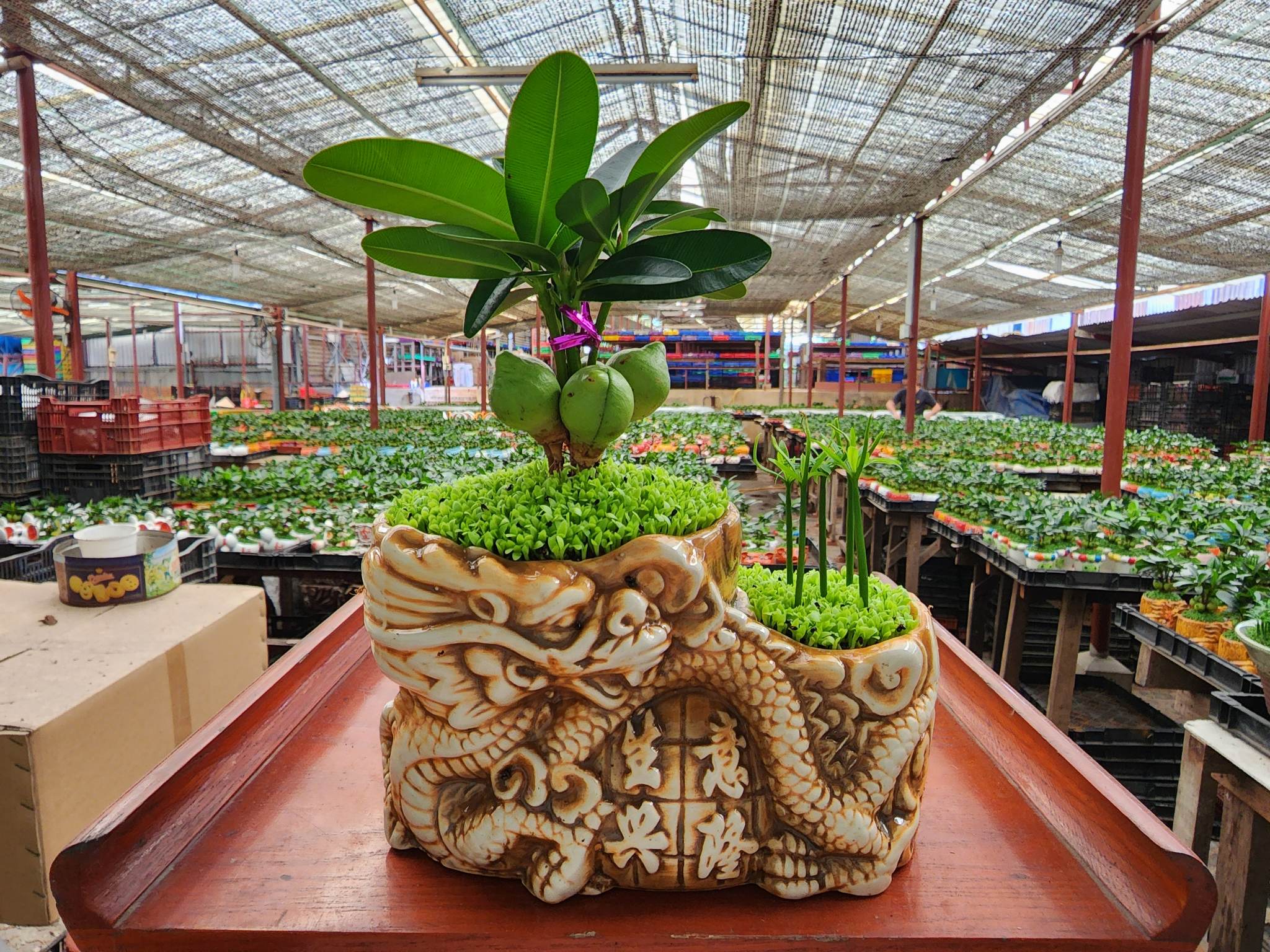 Cây Tài Lộc phong thủy để bàn / chậu sứ hình Rồng