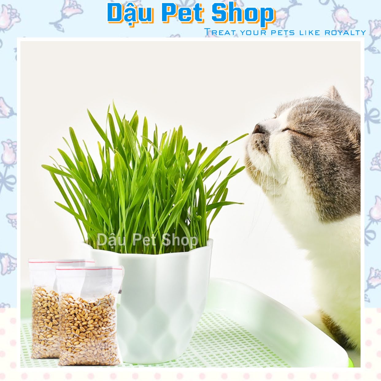 Hạt giống cỏ lúa mì (lúa mạch) cho mèo, đa dạng mẫu mã, chất lượng sản phẩm đảm bảo và cam kết hàng đúng như mô tả