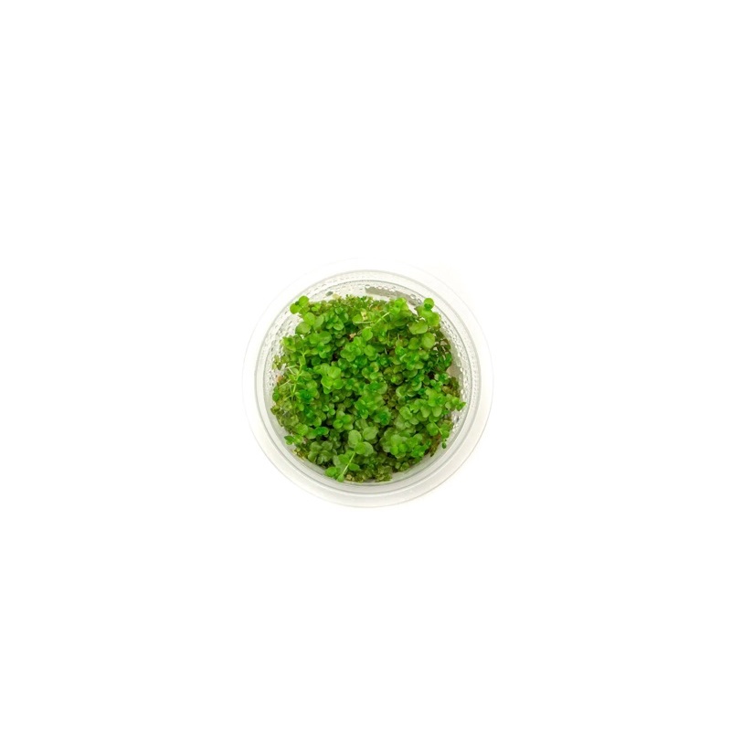 Micranthemum Umbrosum - Cây Trân Châu Cao Lá Tròn - Cây Thuỷ Sinh