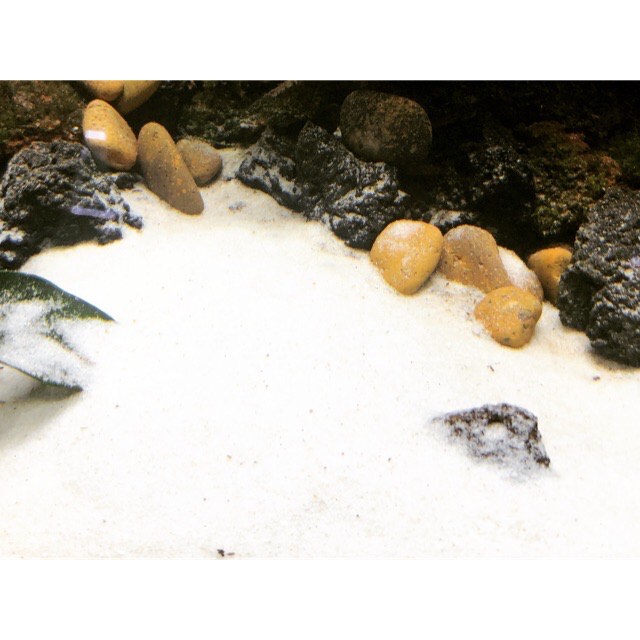 [HCM]Cát trắng thuỷ sinh  cát trắng nền thuỷ sinh  cát trang trí hồ thuỷ sinh  cát trắng sạch cho cá