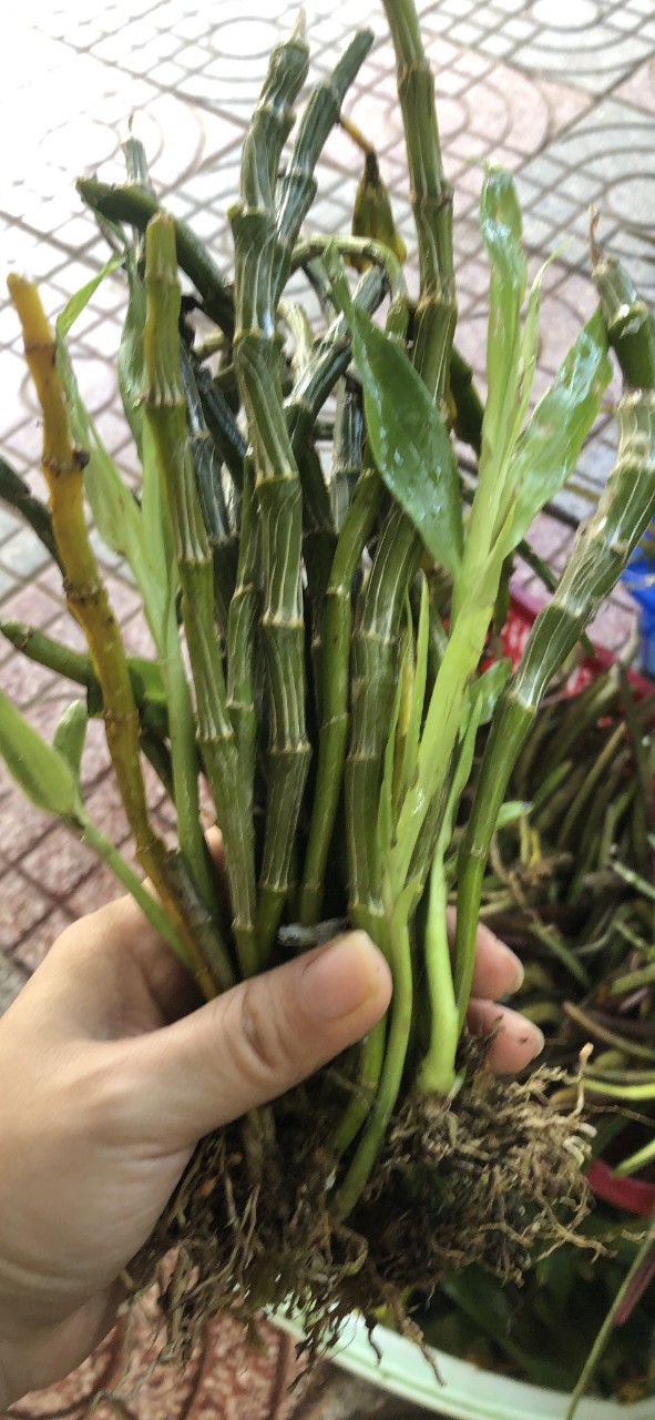 Lan long tu đá hoa tím rừng bó 200g/55kđang nhú mắt nụ 15/1/2022