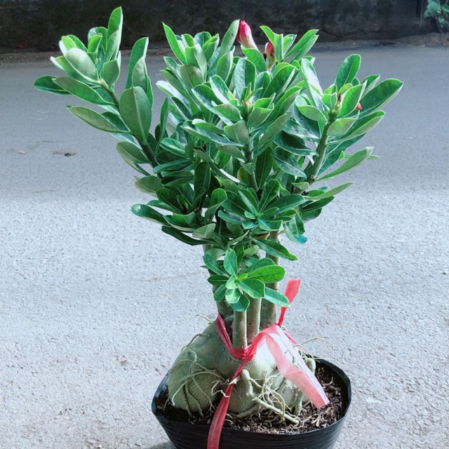 Cây sứ thái hoa kép gốc to