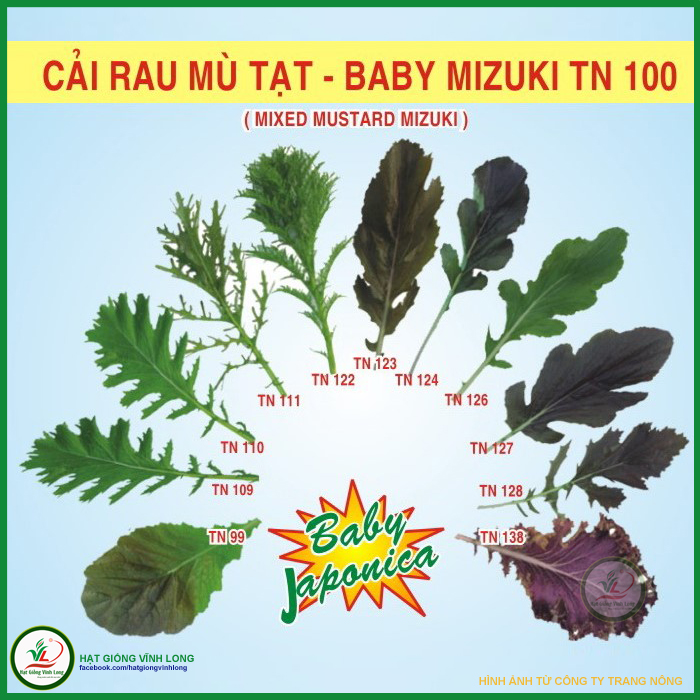 Hạt giống Cải mù tạt - baby mizuki TN 100 - 10g, hiệu Trang Nông chất lượng, nảy mầm cao