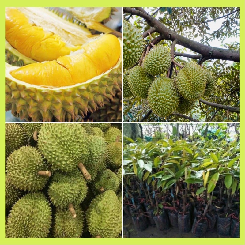 HOT Cây giống sầu riêng R6 là dòng sầu riêng cấy mô siêu sớm