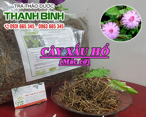 Cây xấu hổ khô 1kg - đông y thanh bình