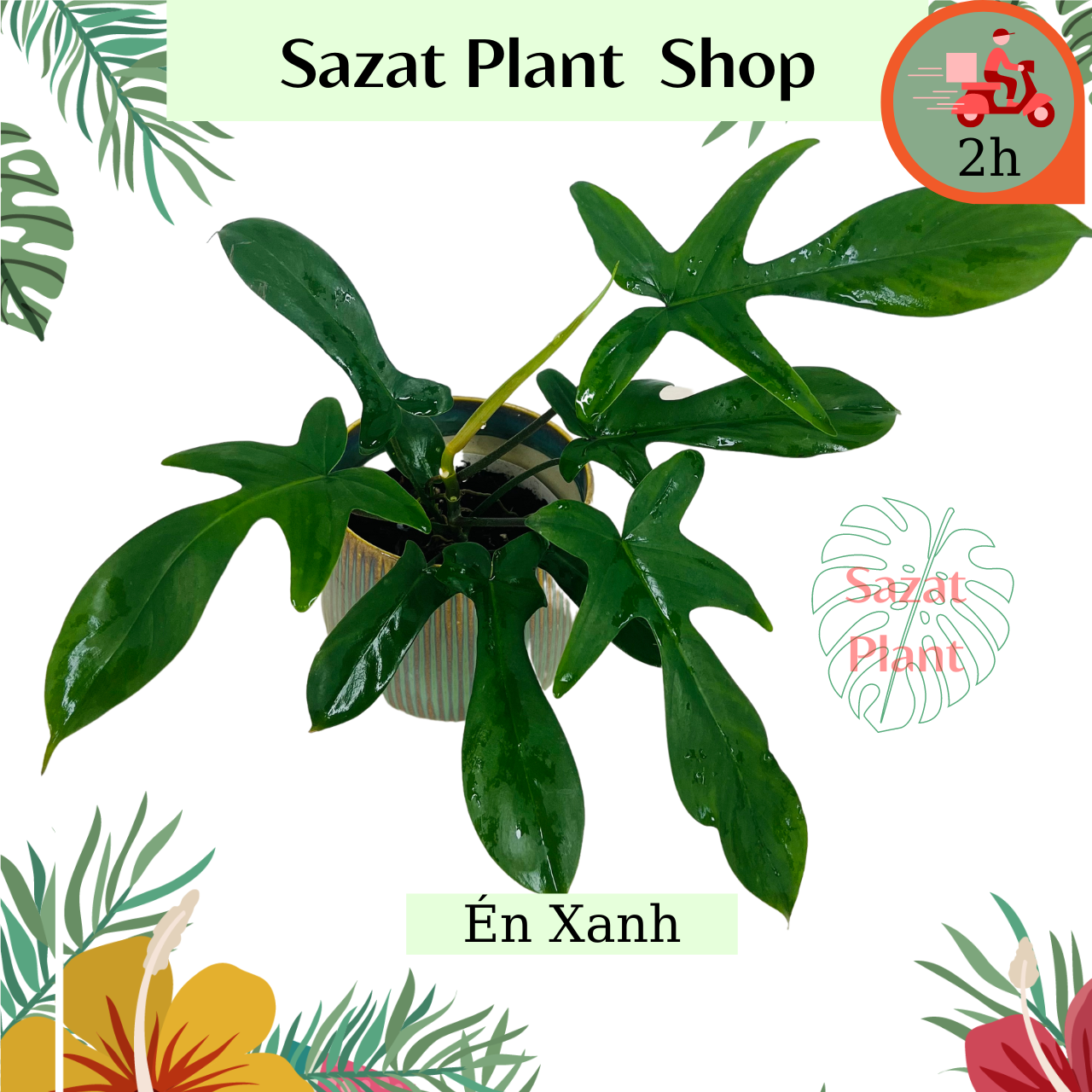 Cây Én Xanh, , cây cao15cm Kiểng lá để bàn trồng trong nhà lọc không khí, SaZat Plant