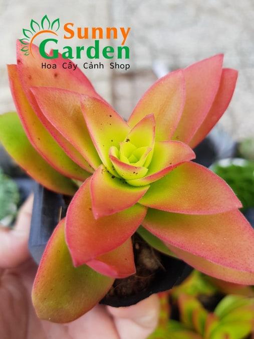 Sen Đá Tứ Phương Cam