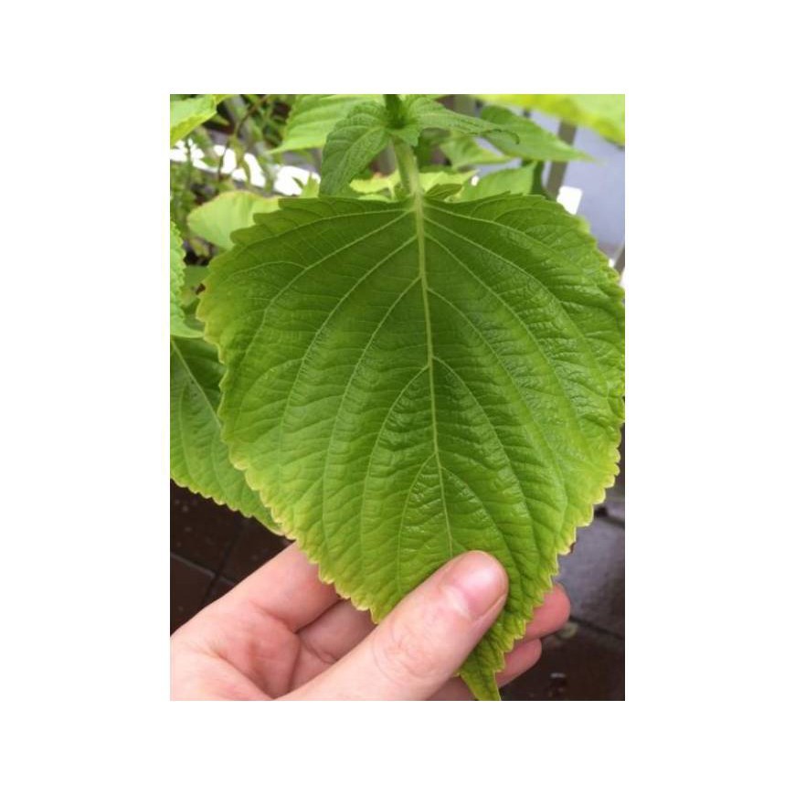 Hạt giống là vừng (lá mè) hàn quốc - 0.5 gram, chất lượng sản phẩm đảm bảo và cam kết hàng đúng như mô tả