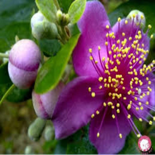 CÂY GIỐNG SIM THÁI, MUA THÁI