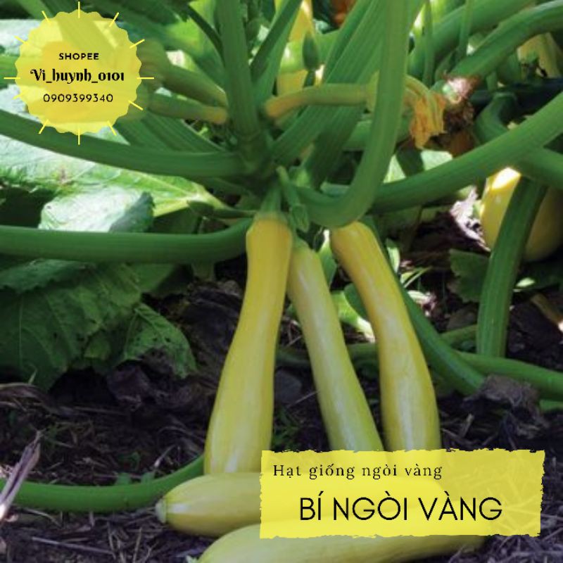 Hạt giống bí ngòi vàng click f1 giống johnny seed mỹ
