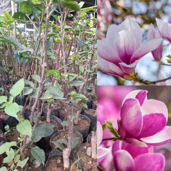 Hoa mộc lan nét đẹp quyến rũ -tặng kèm phân bón