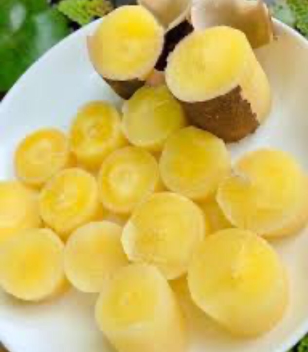 2 hom giống cây khoai mì vàng (hom cây giống dài 25-30cm/1 hom ), với nhiều ưu điểm như: thịt dẻo, có màu vàng, ngọt, thơm, có năng suất cao